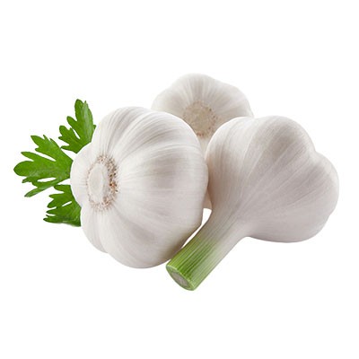 Garlic